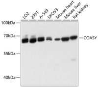 COASY antibody