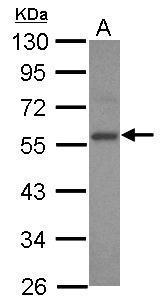 E2F3 antibody [N2C3]