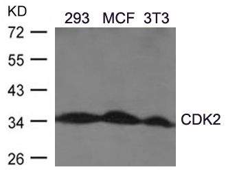 CDK2 antibody