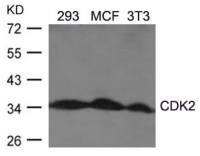 CDK2 antibody