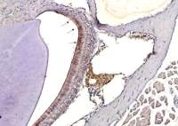 Influenza A virus H3N2 HA (Hemagglutinin) antibody