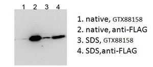 BICC1 (aa223-234) antibody, Internal
