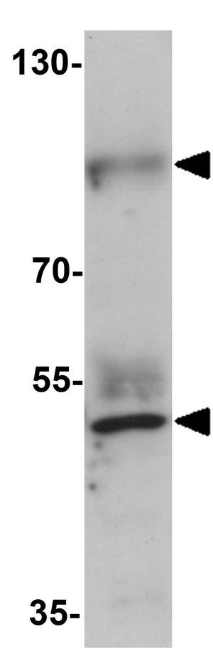 Prickle2 antibody