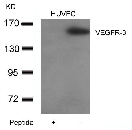 VEGF Receptor 3 antibody