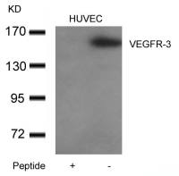 VEGF Receptor 3 antibody