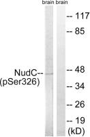 NUDC (phospho Ser326) antibody