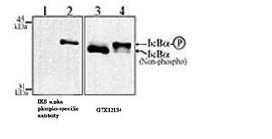 IKB alpha antibody [6A920]