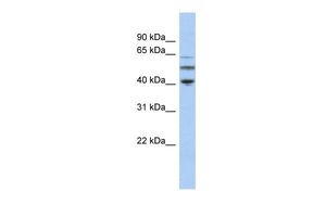 TUBA3C antibody, N-term