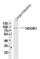 HOOK1 antibody