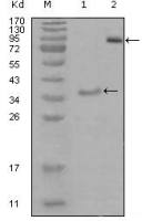EphA3 antibody [6C1B6]