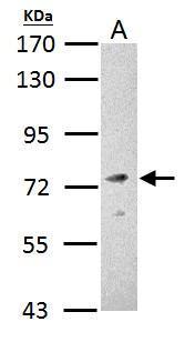 Fmr1 antibody