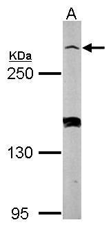 Myomegalin antibody [N1], N-term