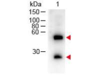 Donkey Anti-Mouse IgG antibody (HRP)