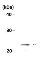 HP1 alpha antibody