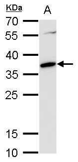 c-Maf antibody