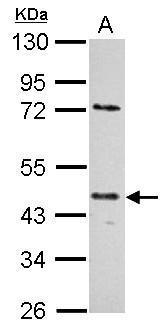 E2F1 antibody [18E10]