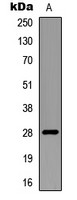 RNF138 antibody