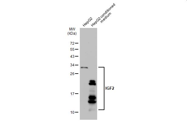 IGF2 antibody