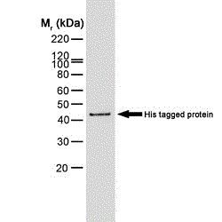 6X His tag antibody [AD1.1.10]