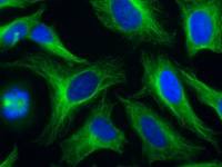 alpha Tubulin antibody [F2C] (ATTO-488)