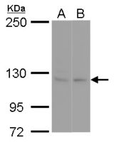 SEC23IP antibody