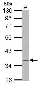 NDE1 antibody [N1C1]