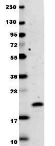 IL29 antibody
