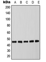 C/EBP alpha (phospho Thr226) antibody