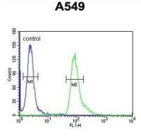 ABHD12 antibody, N-term