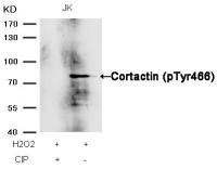 Cortactin (phospho Tyr466) antibody