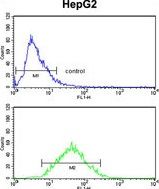 ZFP36 antibody, Internal