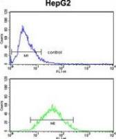 ZFP36 antibody, Internal
