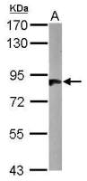 HOOK2 antibody