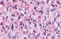 NPFF1 receptor antibody