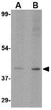 Slc35D1 antibody