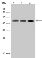 SUCLA2 antibody