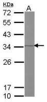 Prohibitin 2 antibody
