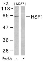 HSF1 antibody