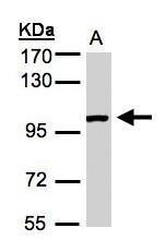 ABR antibody [C3], C-term
