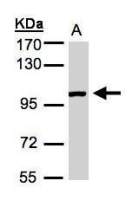 ABR antibody [C3], C-term