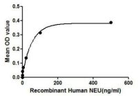 Human NEU1 protein, His tag