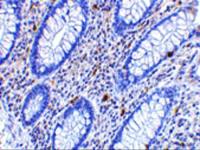 CD82 antibody