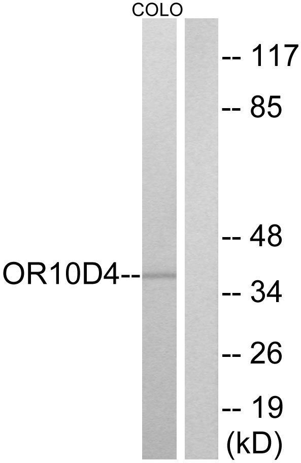OR10D4 antibody