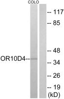 OR10D4 antibody