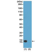 Histone H4 (Tri-Methyl Lys20) antibody [RM208]