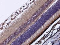 RBP3 antibody [C2C3], C-term