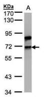 Splicing factor 1 antibody [N1N3]