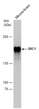 SRC1 antibody [1135]