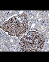 Nestin antibody [10C2]