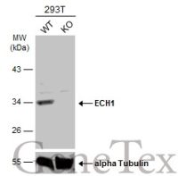 ECH1 antibody